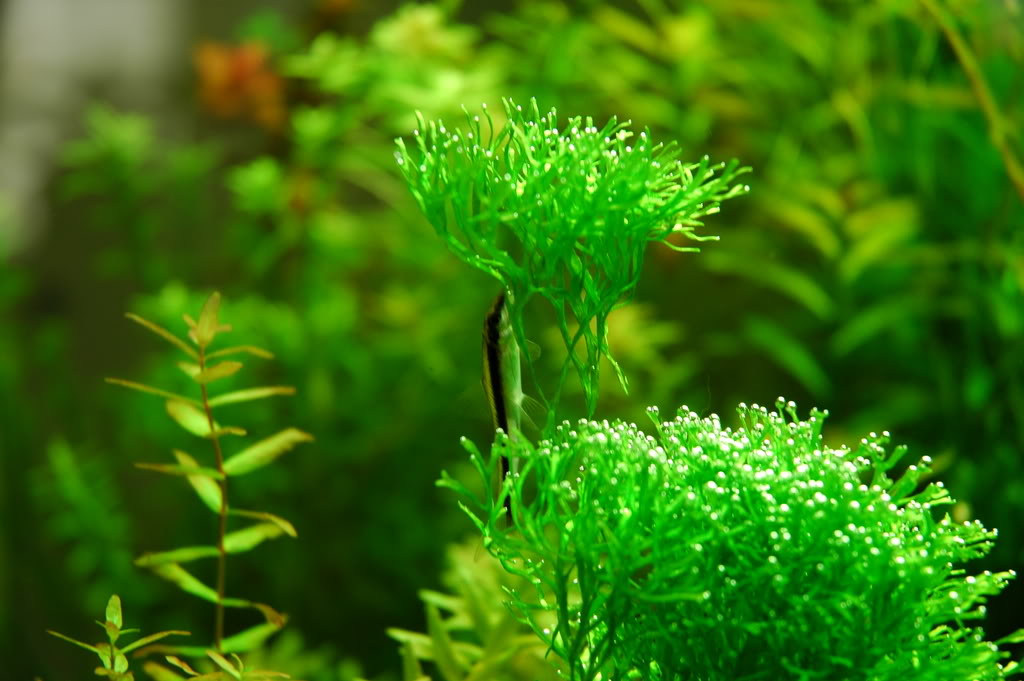 ریکیا فلایتانز,ریکسیا,ریکه آ